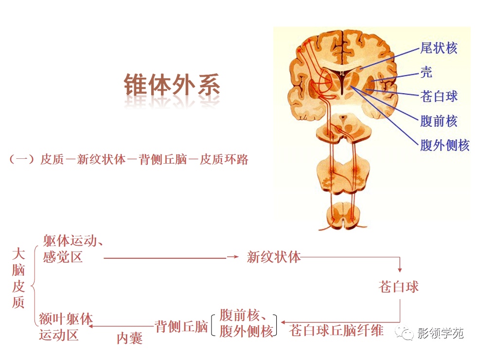 基底节-内囊-丘脑解剖