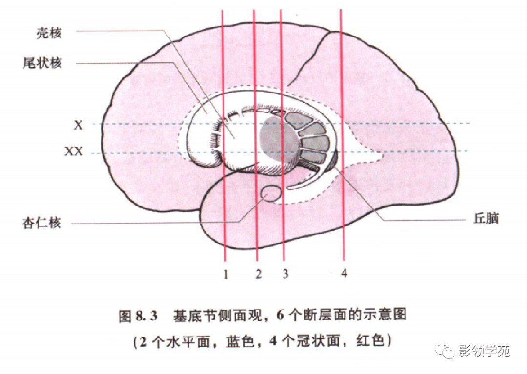 基底节内囊丘脑解剖