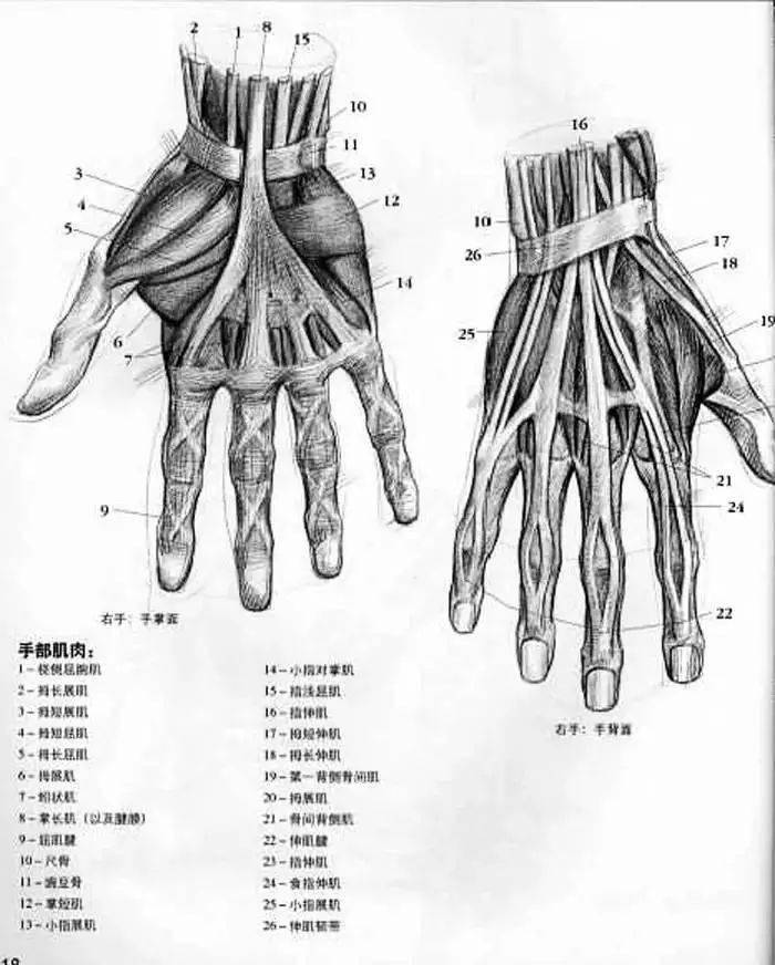 桡神经:手背桡侧半和桡侧两个半手指近节指背皮肤.