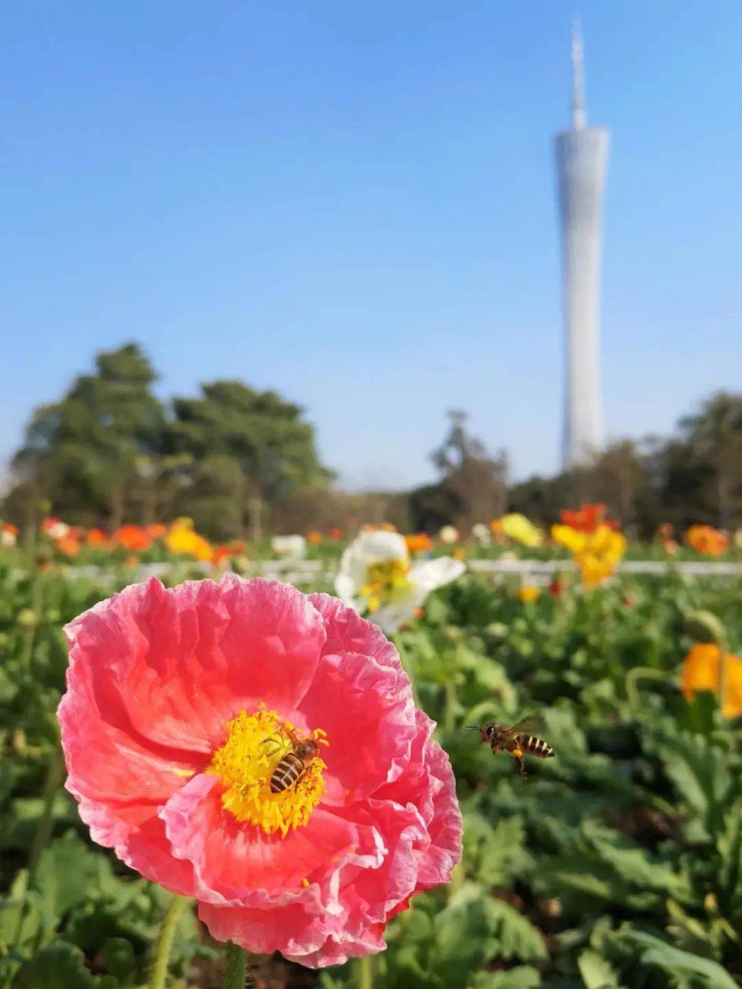 "花城广州最美一平方"获奖名单公布!准备好接收这份"锦鲤"了吗?