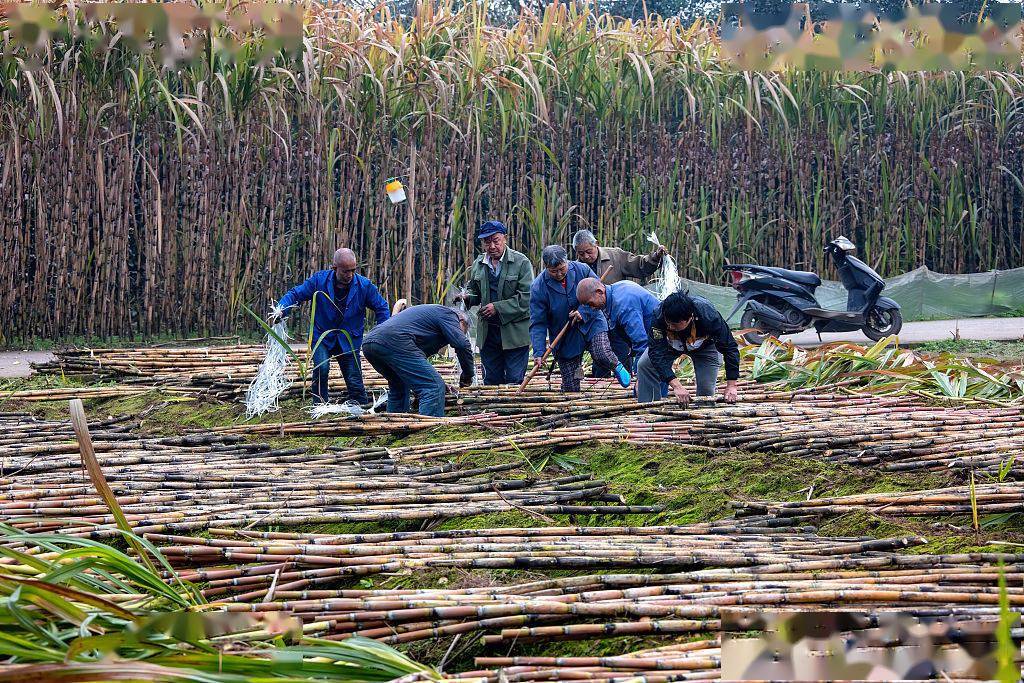 重庆江津:农民抢抓时节砍收甘蔗 田间地头一片繁忙景象