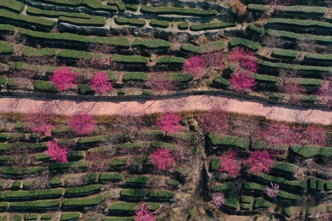 南靖粉色花海来袭土楼樱花盛开春节将迎来最佳赏花期