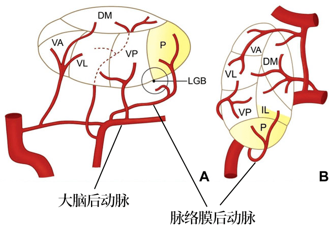 脉络膜后动脉,起自大脑后动脉 p2 段,供应丘脑后部.