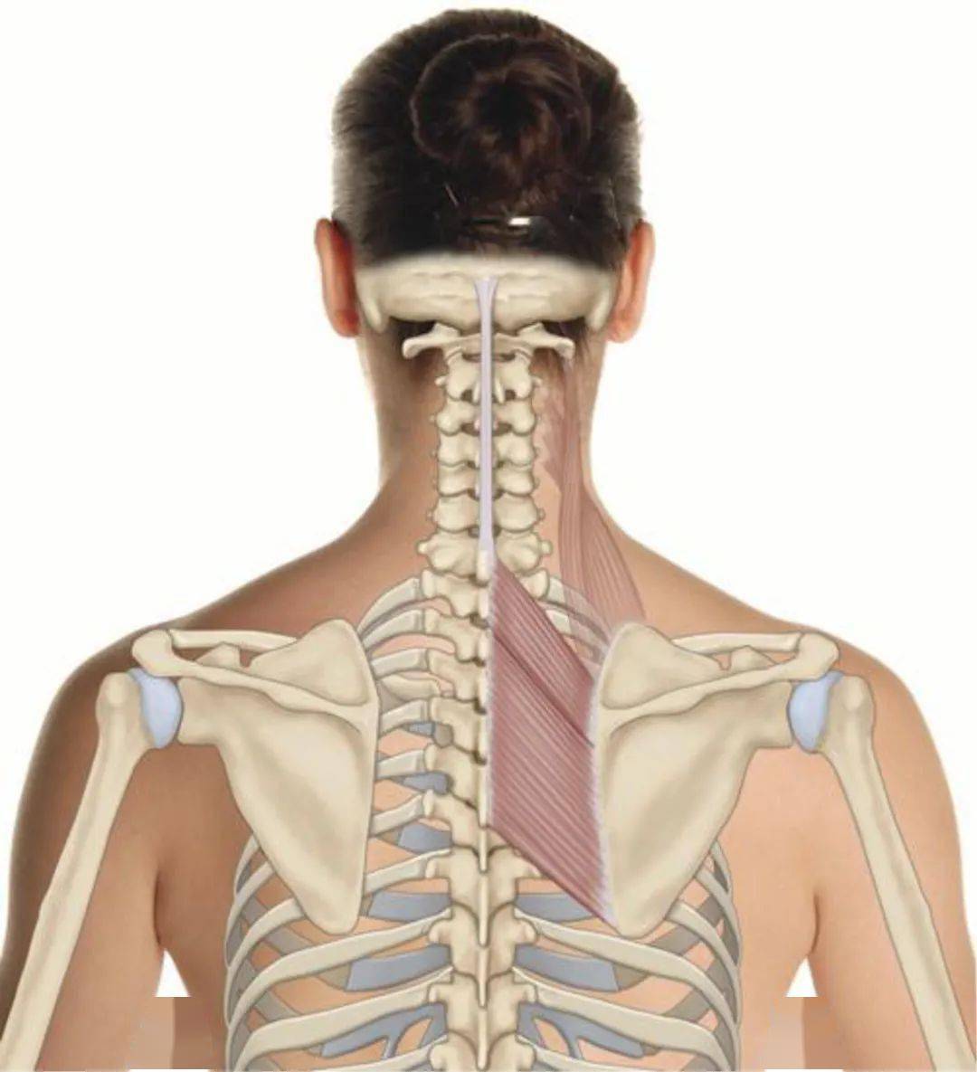 解剖 起点:下位2 个颈椎和上位4 个胸椎棘突. 止点:肩胛骨内侧缘.