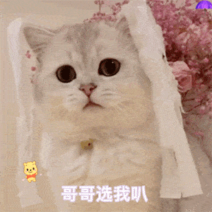 撩妹撩汉表情包:假期太无聊?进来拿图撩对象