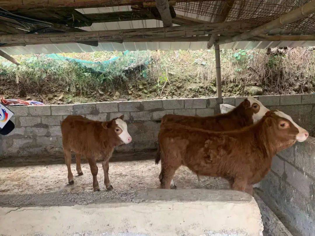 宜宾一养牛场的母牛下了三胞胎!还有人出10万购买!