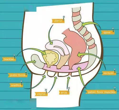 盆底肌解剖图_肌肉