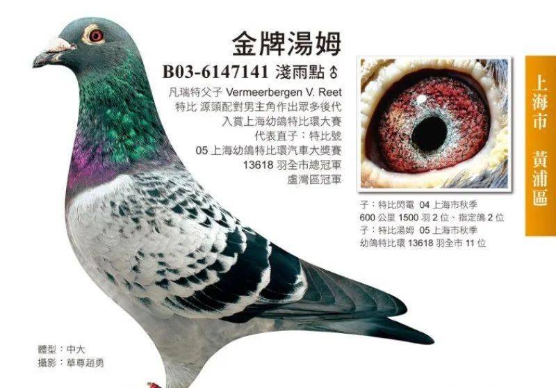 一人一羽成名鸽:上海王臣的"金牌汤姆"