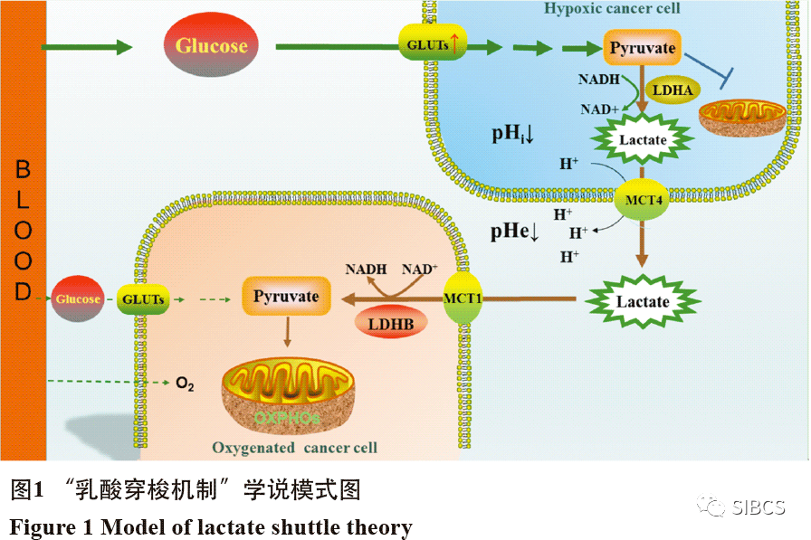 乳酸脱氢酶与肿瘤代谢及其靶向药物