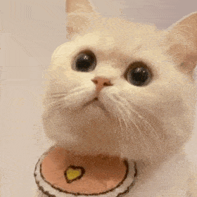 猫咪奶团子表情包(二) 小可爱们还没有关注公众号的可以关注下哦