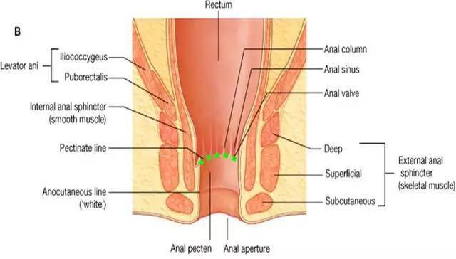 齿状线到底在哪里?_肛门