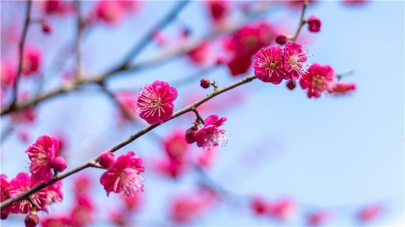 春节期间,南岳衡山忠烈祠景区的梅园里,一株株梅花凌寒绽放,吸引不少