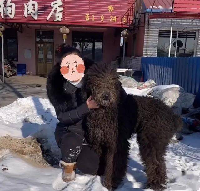 狗肉店门前救下巨型贵宾犬1万多的狗都能下得去嘴
