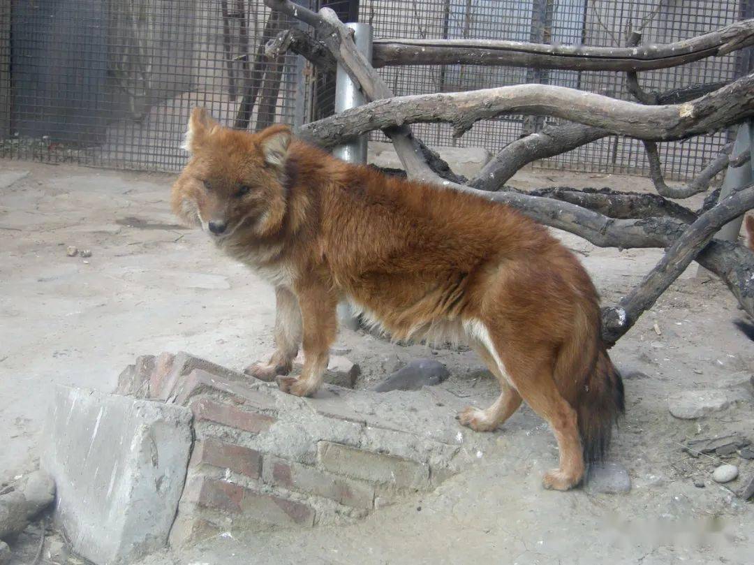 中国的野生犬科动物
