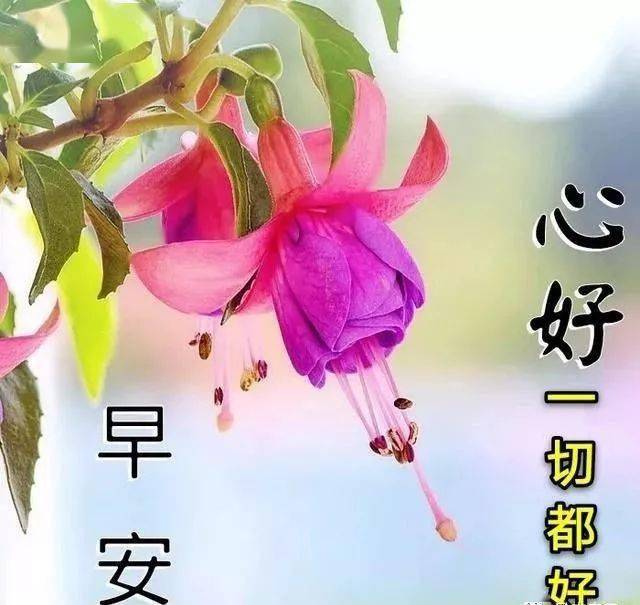 微信问候朋友早上好图片带字早晨好温馨问候祝福语