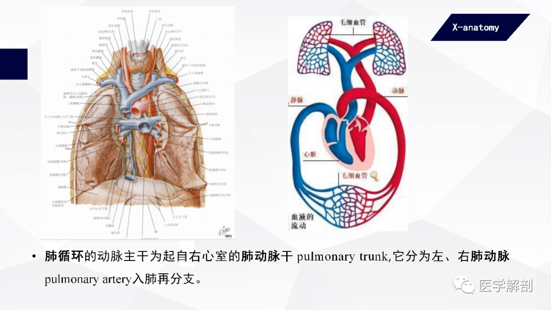 人体解剖学:脉管系统 | 心血管系统