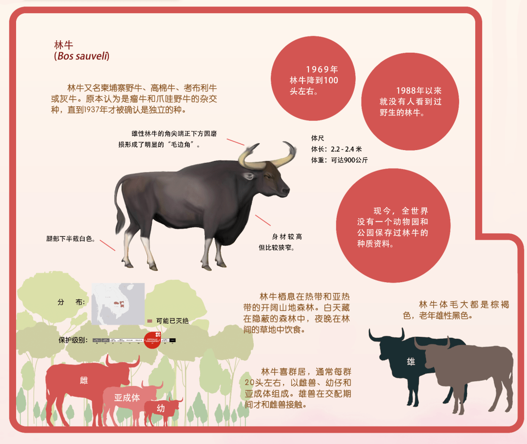 印度野牛也叫白肢水牛,是野生牛类中 体型最大的一种.一块块
