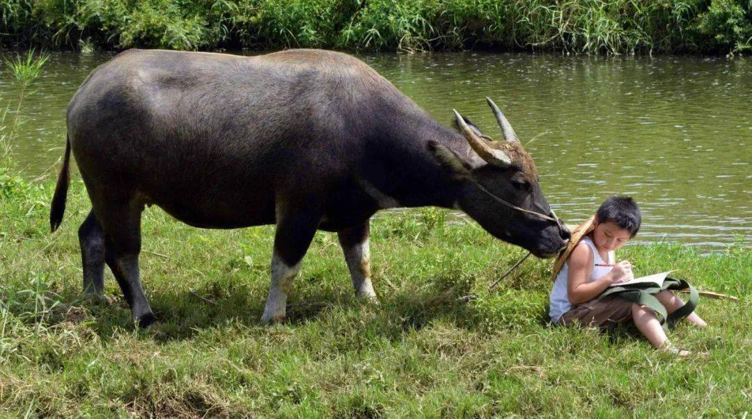 主要用于肉食和产奶的河流水牛以及主要用于拉车和耕田的沼泽水牛