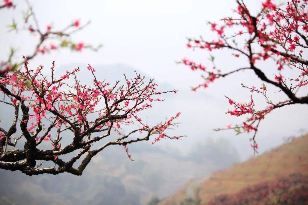 万亩桃花争奇斗艳,竞相绽放,赶紧来这桃花的海洋,走走桃花运吧!_翁源