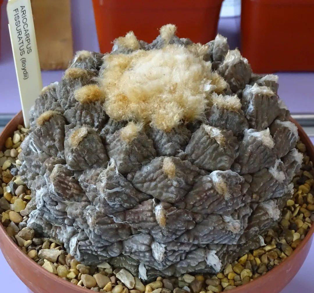 物种日历 | 岩牡丹属 ariocarpus fissuratus 龟甲牡丹