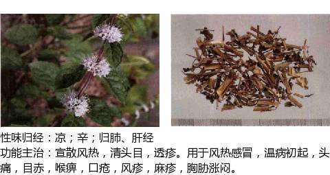 史上最全中草药图谱(附主治功效)_别名