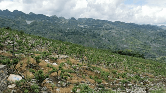 贵州科学推进石漠化综合治理石旮旯巧变金银山