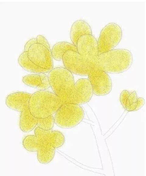 【彩铅教程】用彩色铅笔画油菜花,彩铅手绘花朵步骤图