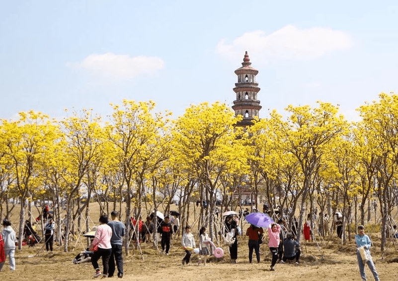 北海合浦市民游客到文昌塔观赏黄花风铃.