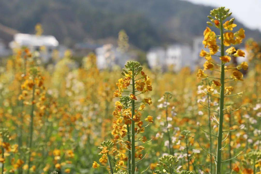 花花期达一个多月不但花好看而且菜籽可以榨油产量也高图文:陈定志 钟