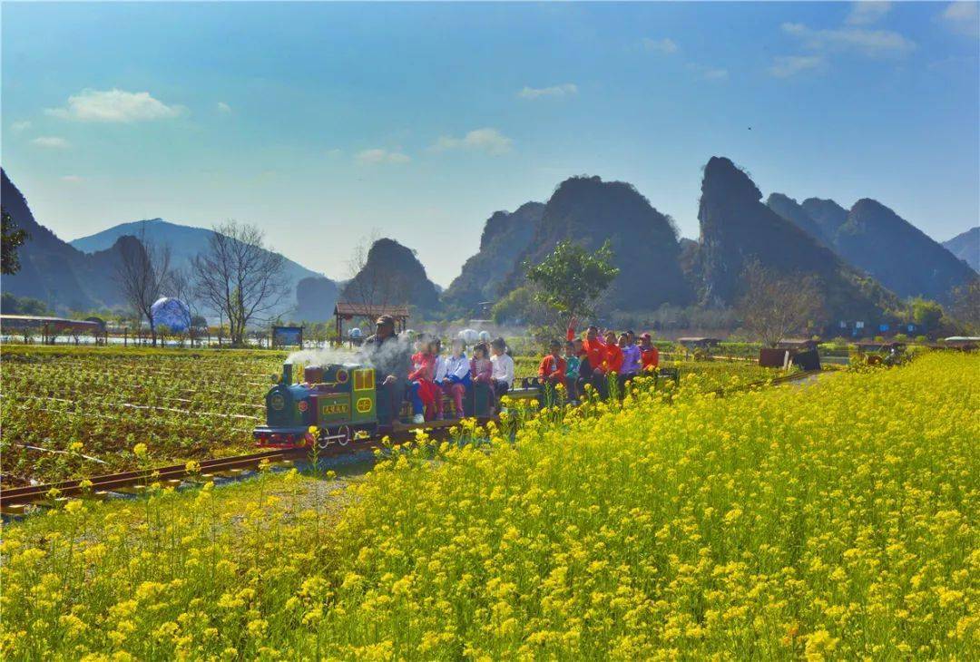 湖畔油菜花海盛放,遍地金黄美到爆!_清远市