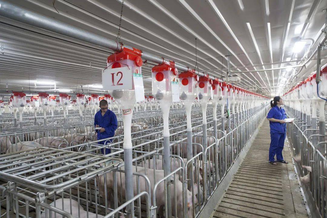 广西农垦永新畜牧集团有限公司良圻第五原种猪场采用钢结构大跨度,全