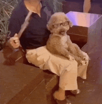 狗狗:谢谢爷爷带我荡秋千.狗狗:爷爷摇快点,好好玩!