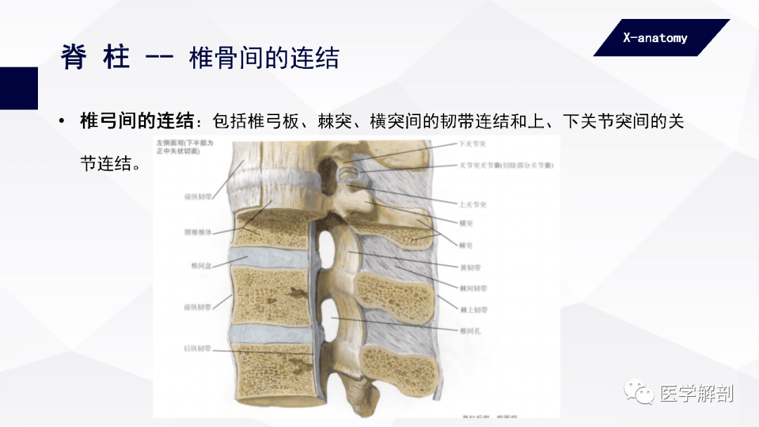 躯干骨的24块椎骨,1块骶骨和1块尾骨借韧带,软骨和关节相连结形成脊柱