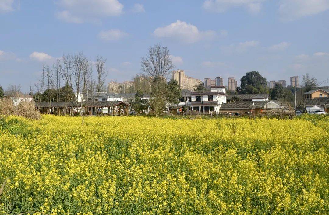 花漾新津意正浓,争芳斗艳正当时_油菜花