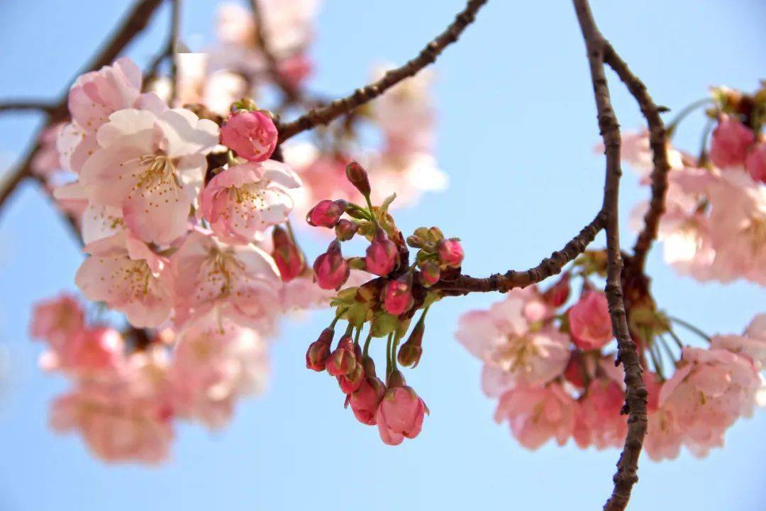 大渔樱"超车"进入盛花,开启早樱花时段