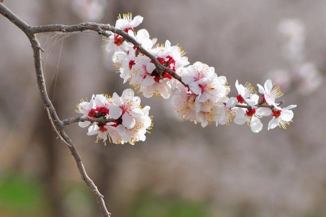 容易混淆成桃花的杏花到底有何区别