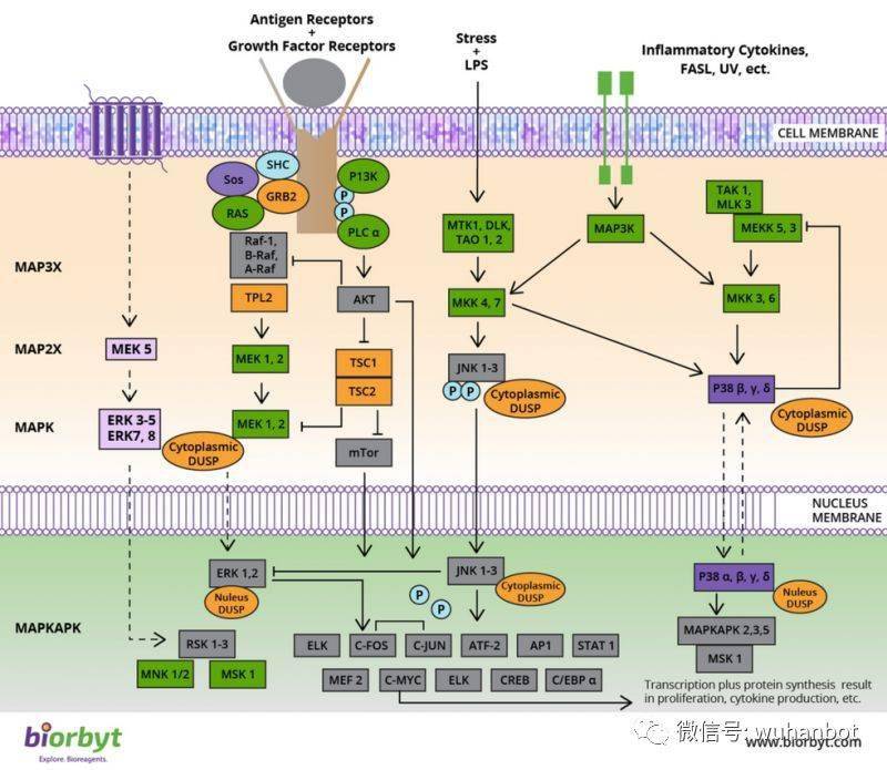 细胞信号通路详解之mapk信号通路