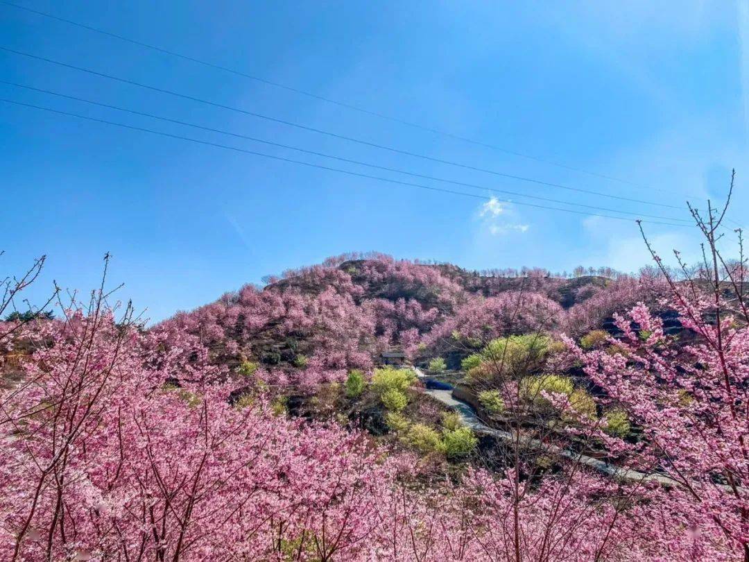 实拍盛况醉美赏樱地大田仙居山千亩樱花喜迎客