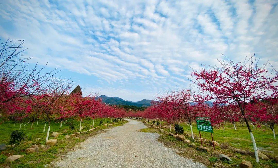 欣赏樱花热线:湖南常宁田野绿世界百万樱花园(168元))