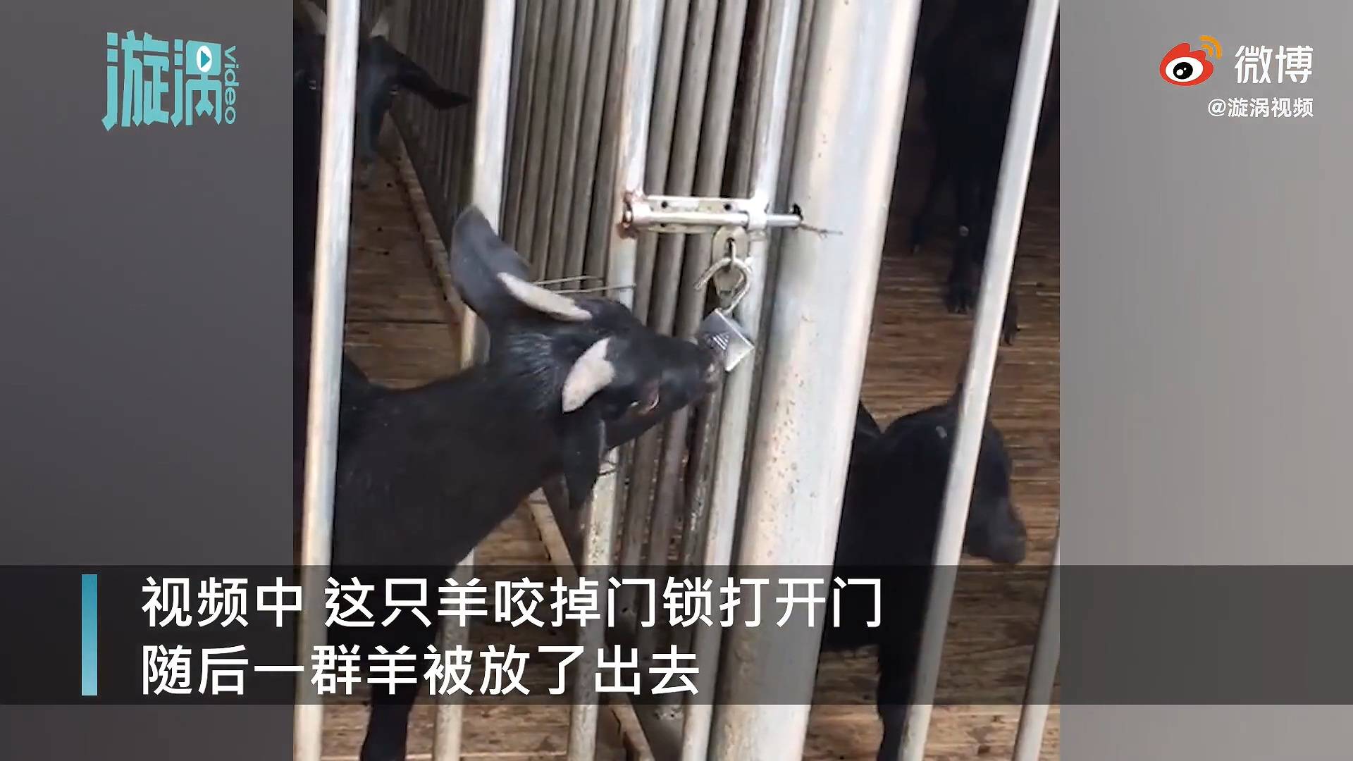 黑山羊自开羊圈锁放出一群羊 ,主人:它饿了,想出去找吃的
