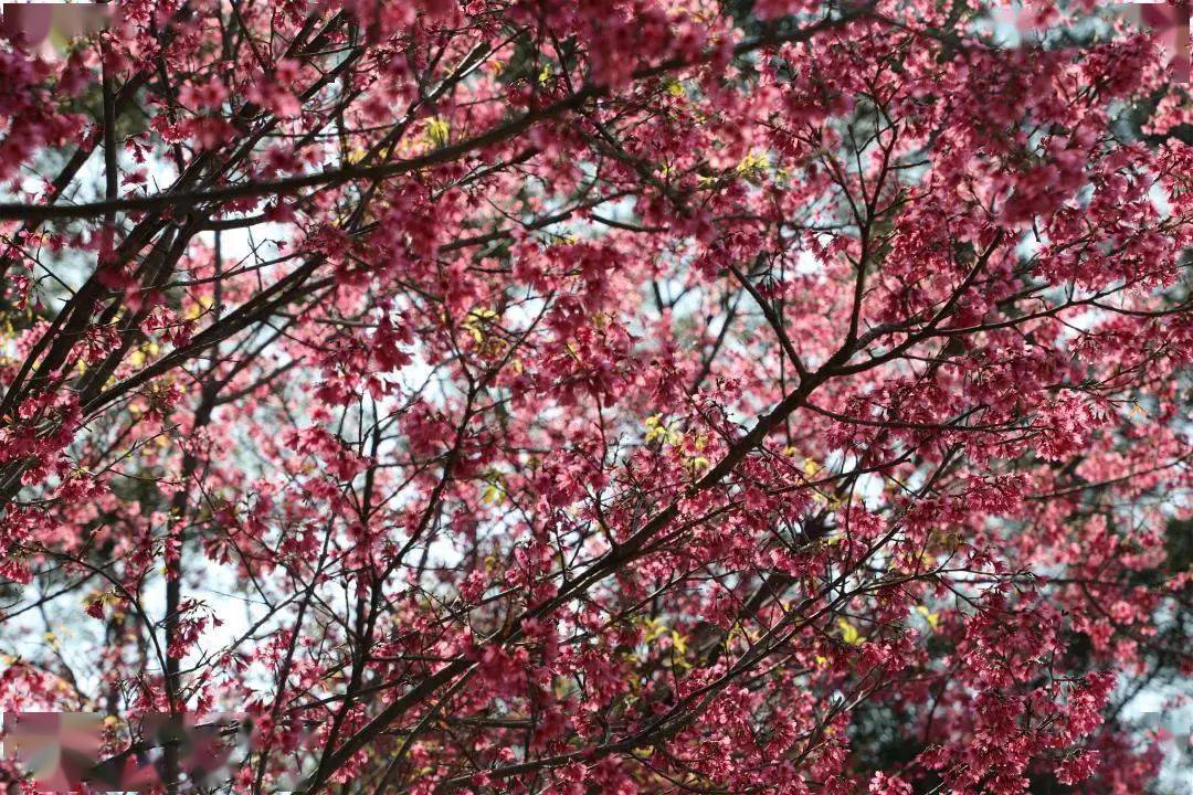 【龙海】又是一年樱花季,一起去紫云岩赏花呀~_市民