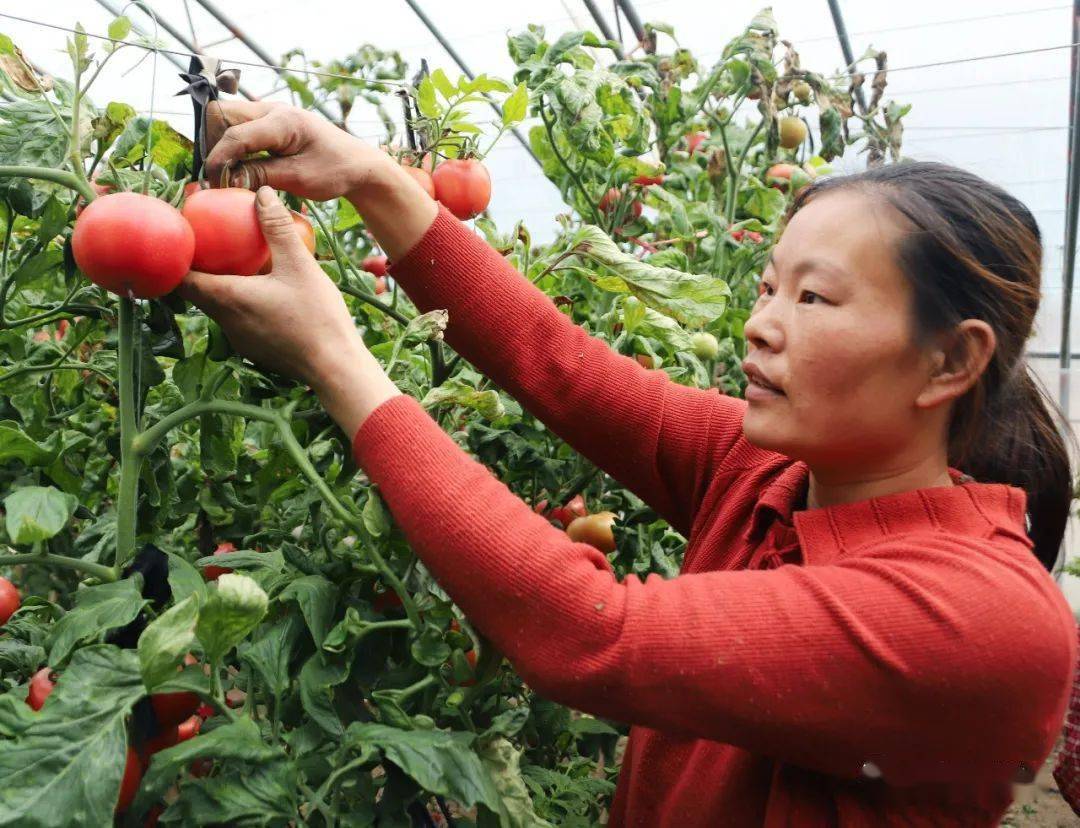 丰收美景走进孙金村58亩设施温室蔬菜基地