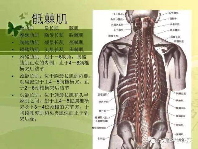 【课件分享】腰部疾病的相关解剖