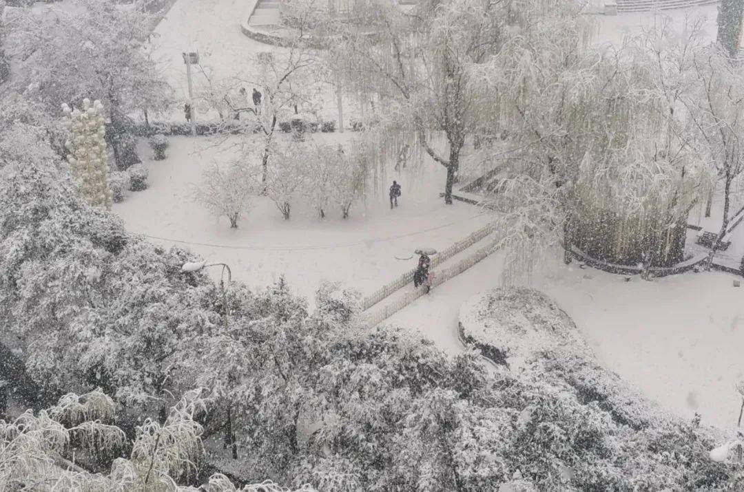 春天下雪 | 没错,这里是河津