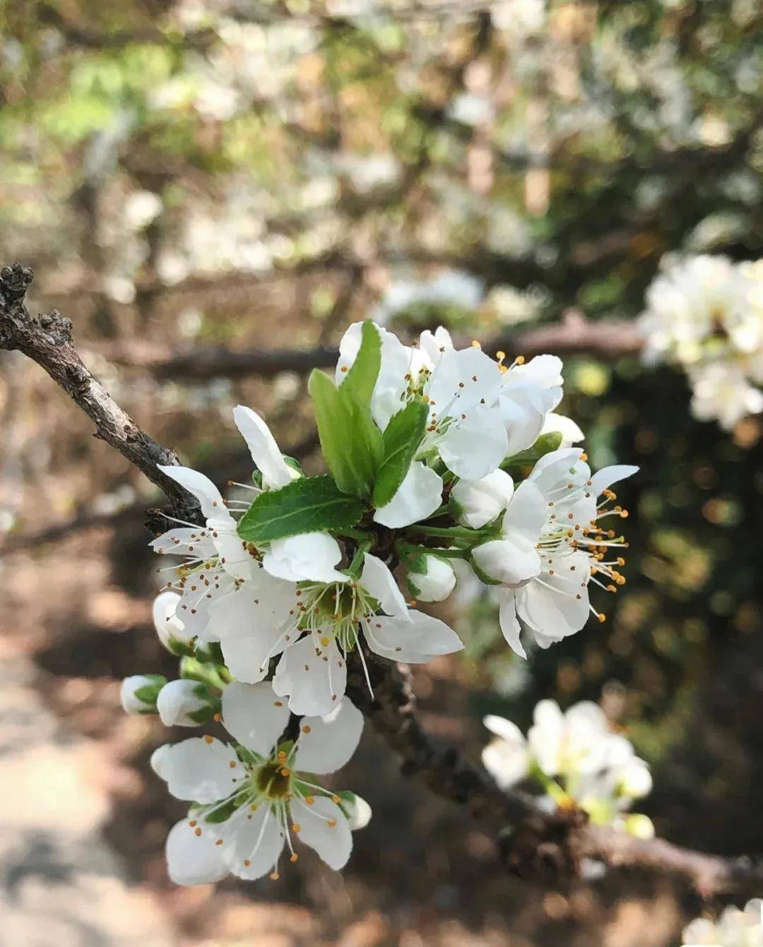 李 花
