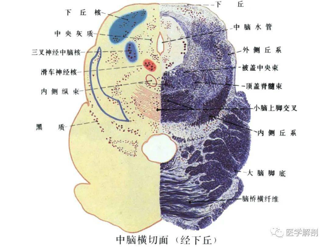 【收藏】脑干内部超详细功能解剖图