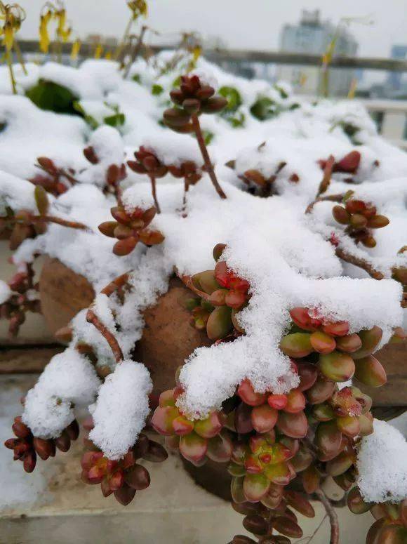 惊艳短暂低温多肉在雪中冻冻更好看