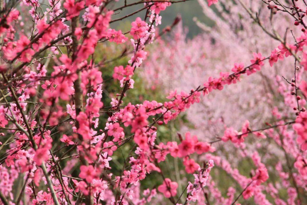 春风十里桃花开正安美景如约而至