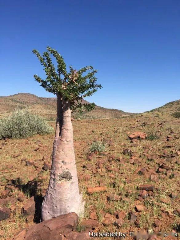 物种日历 | 棒槌树属 pachypodium lealii 利亚棒槌