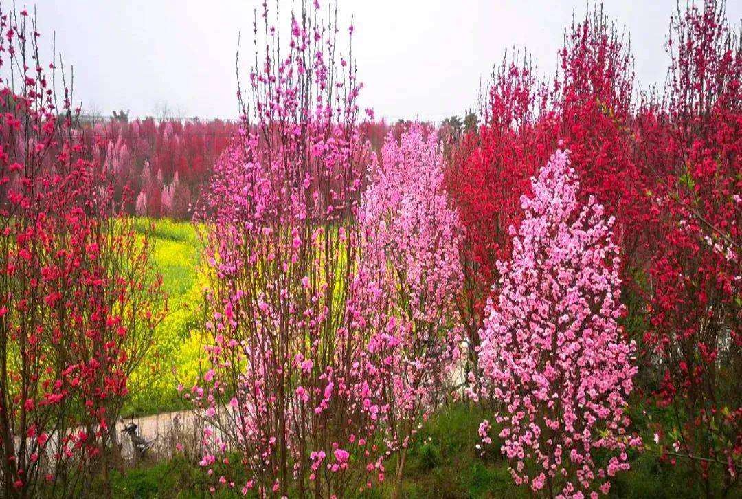 形,昂首挺立板桥桃花园的桃花是帚桃▲景区历年实景拍摄照片"山上层层